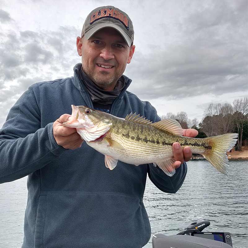 A Keowee bass caught this week on a drop shot in 56 feet of water