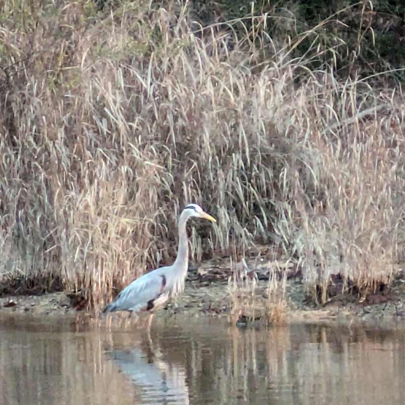 This morning on Lake Keowee - courtesy of Guide Charles Townson