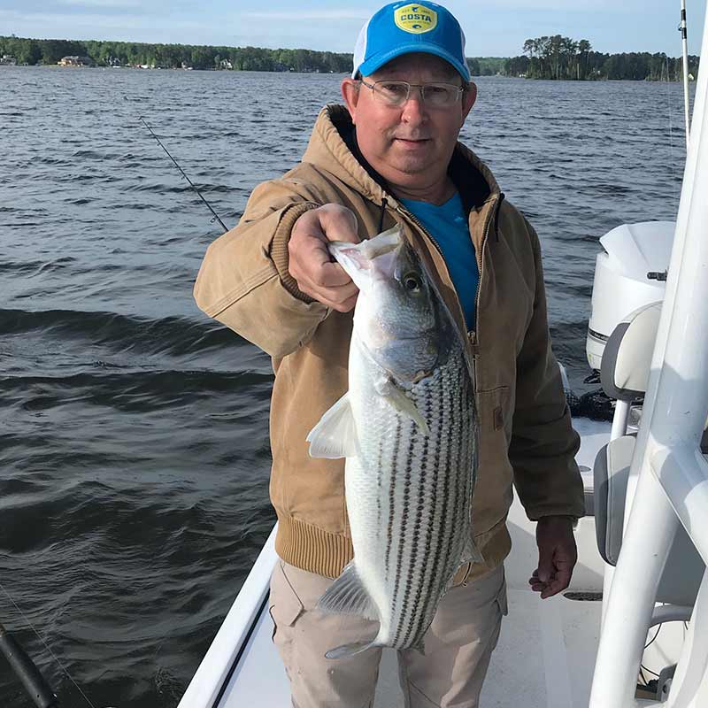 A nice striper caught this week with Captain Brad Taylor 