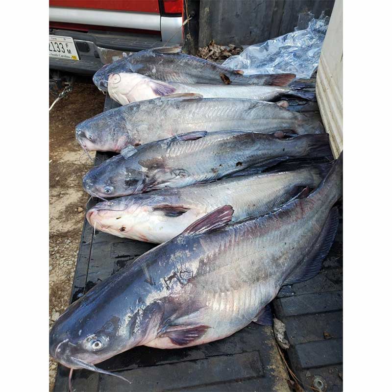 A nice mess of blue cats caught with Captain William Attaway