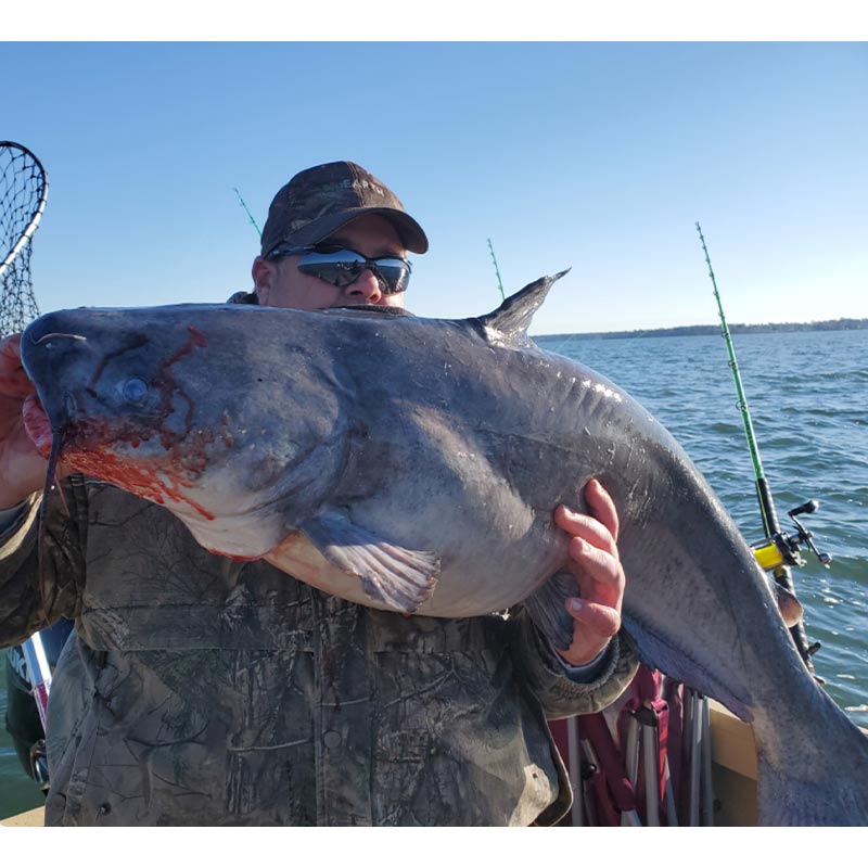 Lake Monticello turns heads with 97-pound blue catfish