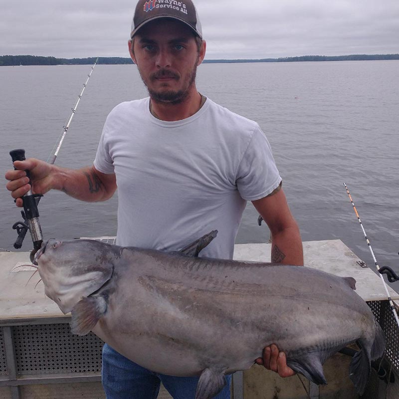 A big blue caught recently with Captain Chris Simpson, who has also caught more than his share of fall Lake Monticello monsters