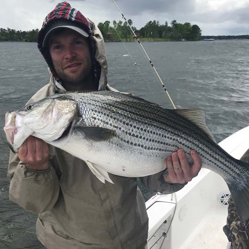 A nice striper caught with Captain Brad Taylor 