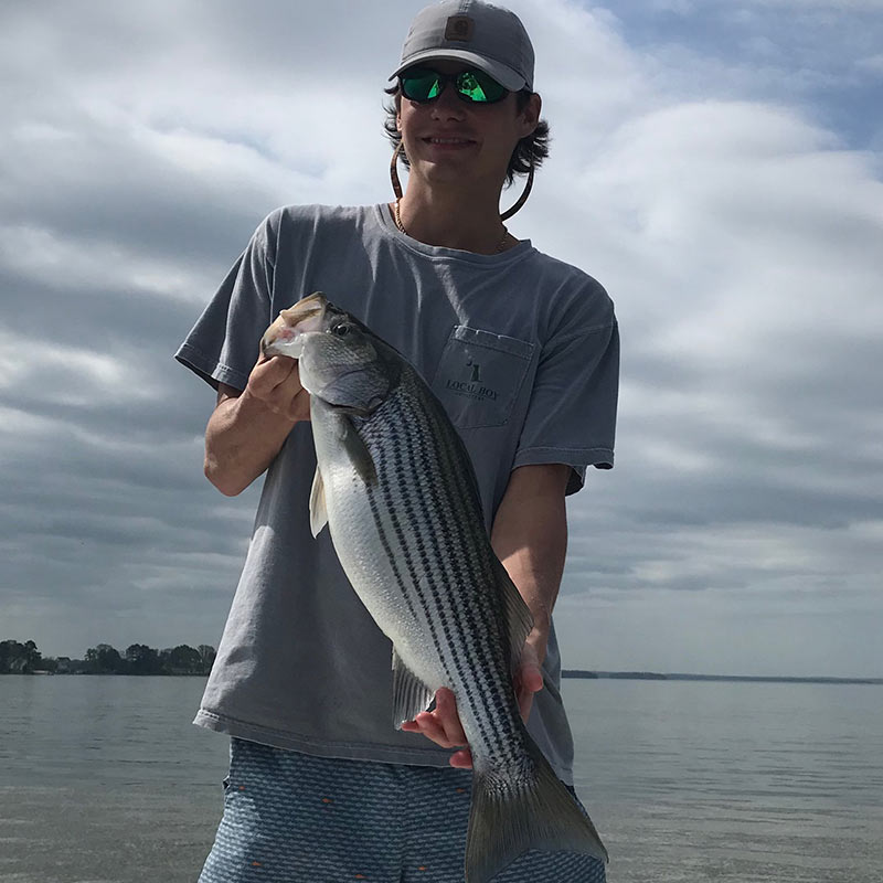 A nice striper caught this week with Captain Brad Taylor