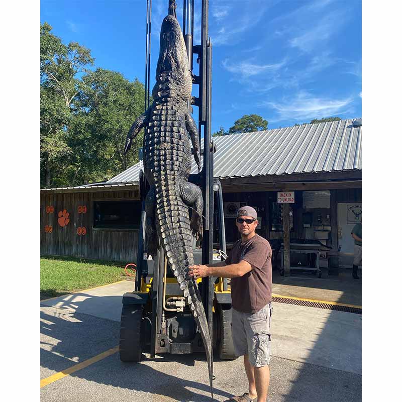 When he's not keeping up with the striper and crappie, Captain Brad Taylor has been gator hunting this month