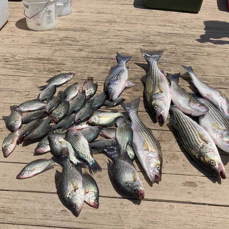 A good catch of striper and crappie on the dock at Riverwinds Landing