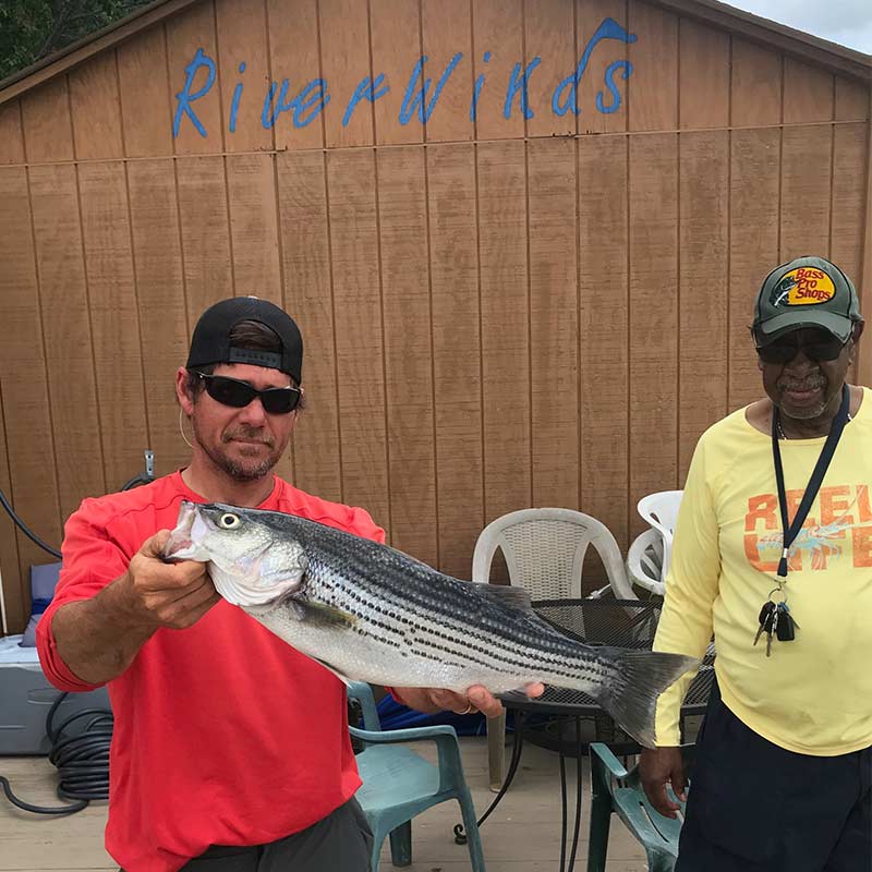 Captain Brad with a nice striper caught recently