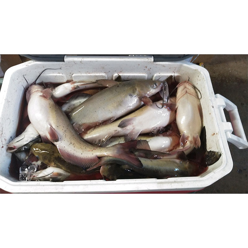AHQ INSIDER Lake Russell (GA/SC) 2023 Week 21 Fishing Report