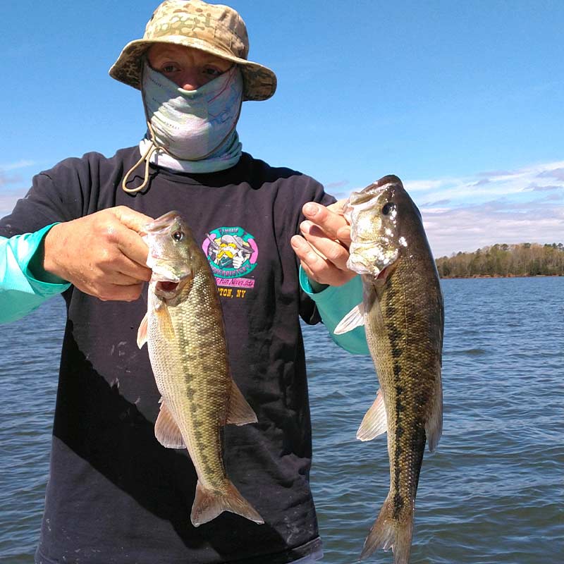 A couple of nice Lake Russell bass caught yesterday with Jerry Kotal