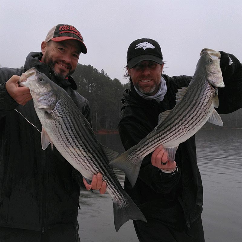 Another good day for Lake Russell striper with Guide Jerry Kotal