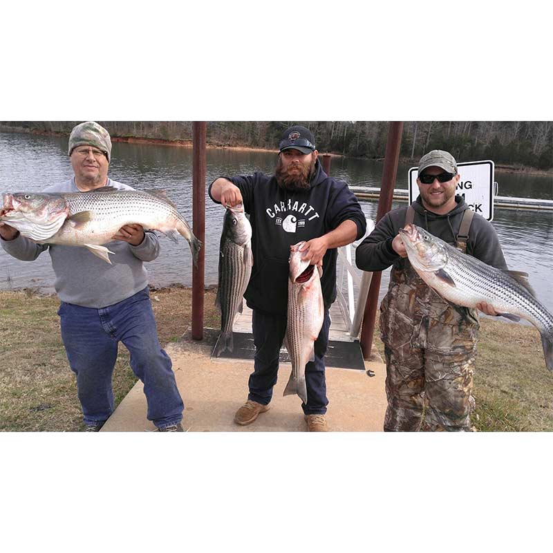 Some bruiser striper caught this week with Guide Jerry Kotal