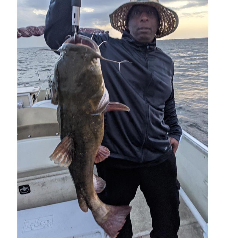 A nice catfish caught recently with Captain Steve English