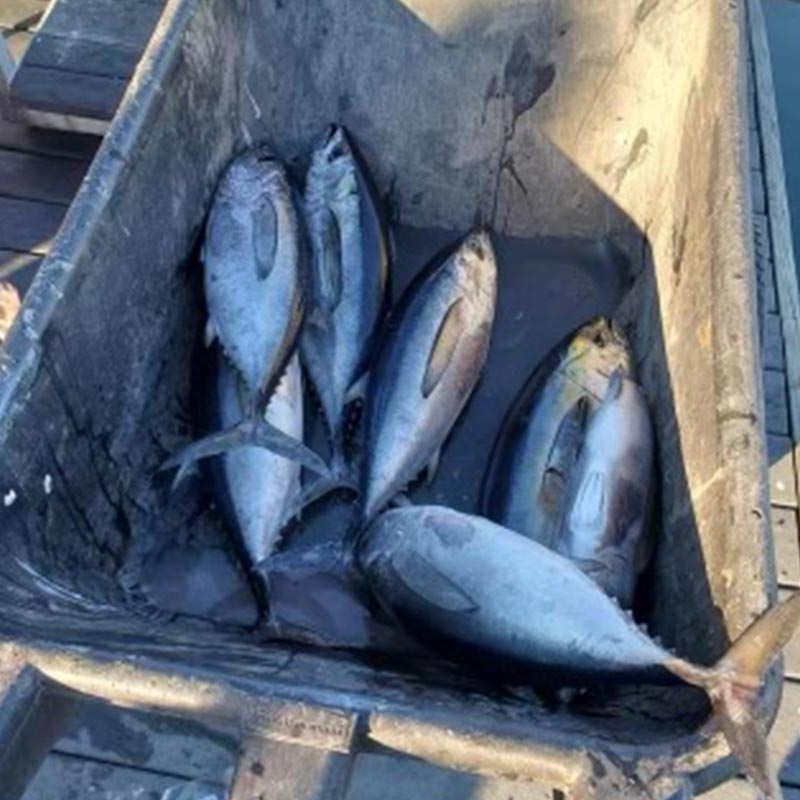 A good day for tuna out of Murrells Inlet