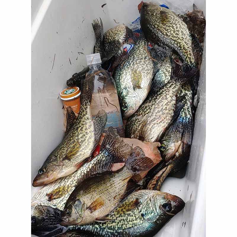 A nice mess of pond crappie caught near Murrells Inlet