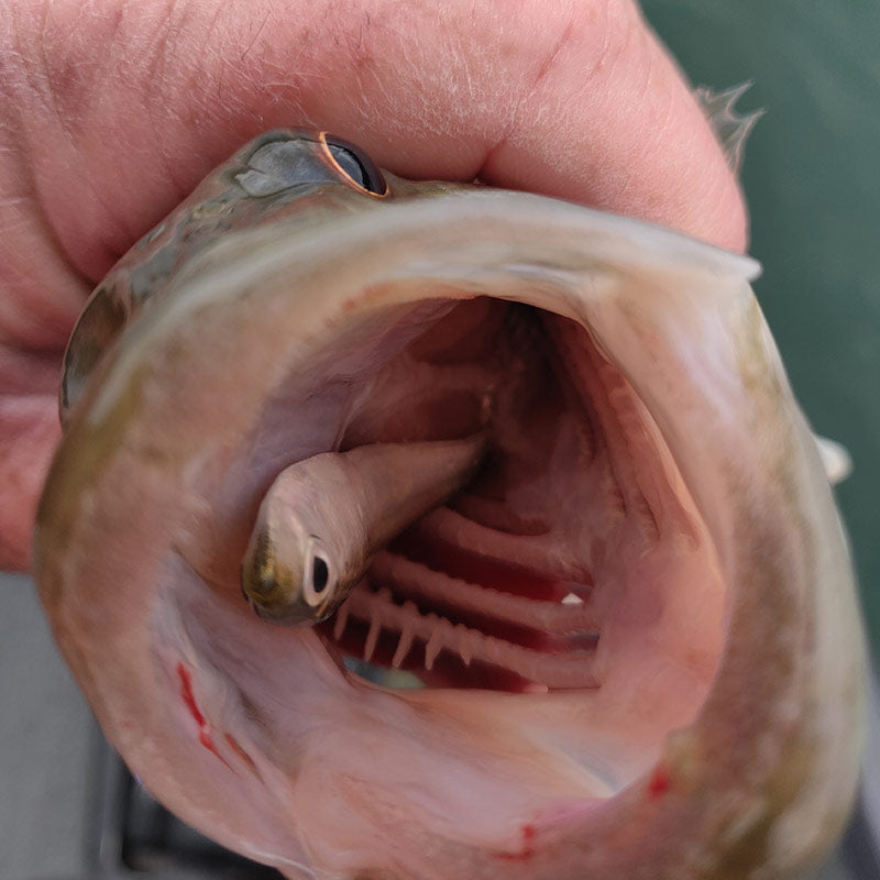 The last view this threadfin shad ever saw - on Lake Keowee with Guide Charles Townson