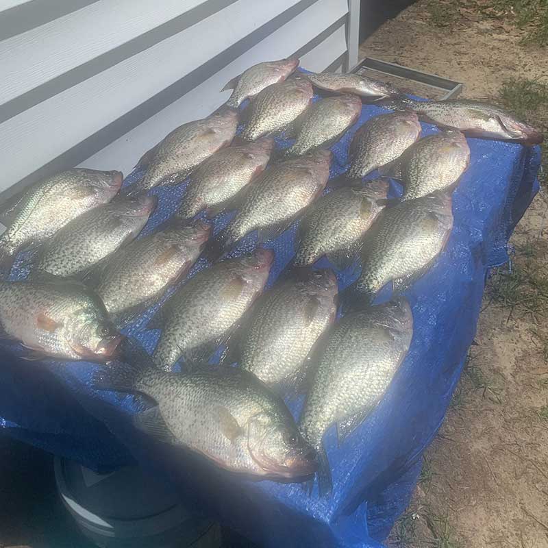 Big summer crappie caught by Will Hinson