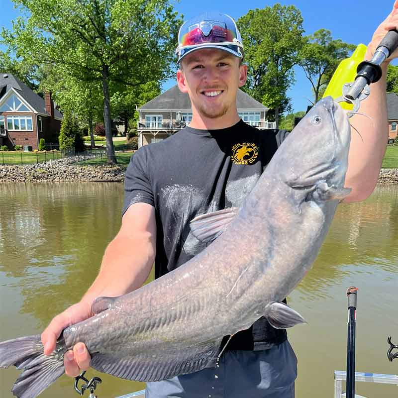 A big blue catfish caught recently with Captain Rodger Taylor 