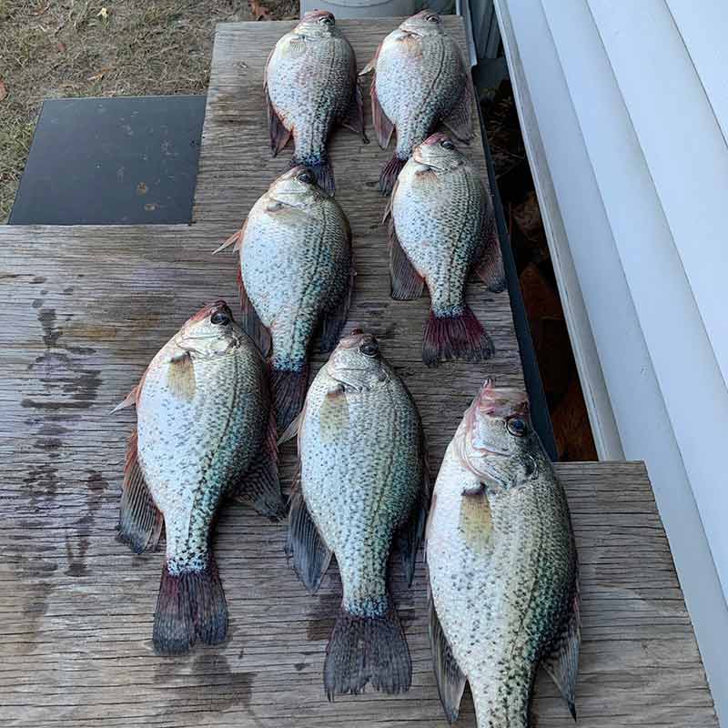 Will Hinson caught these nice crappie last week