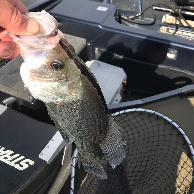 A non-native blacknose crappie, one of three Will has caught in the last year