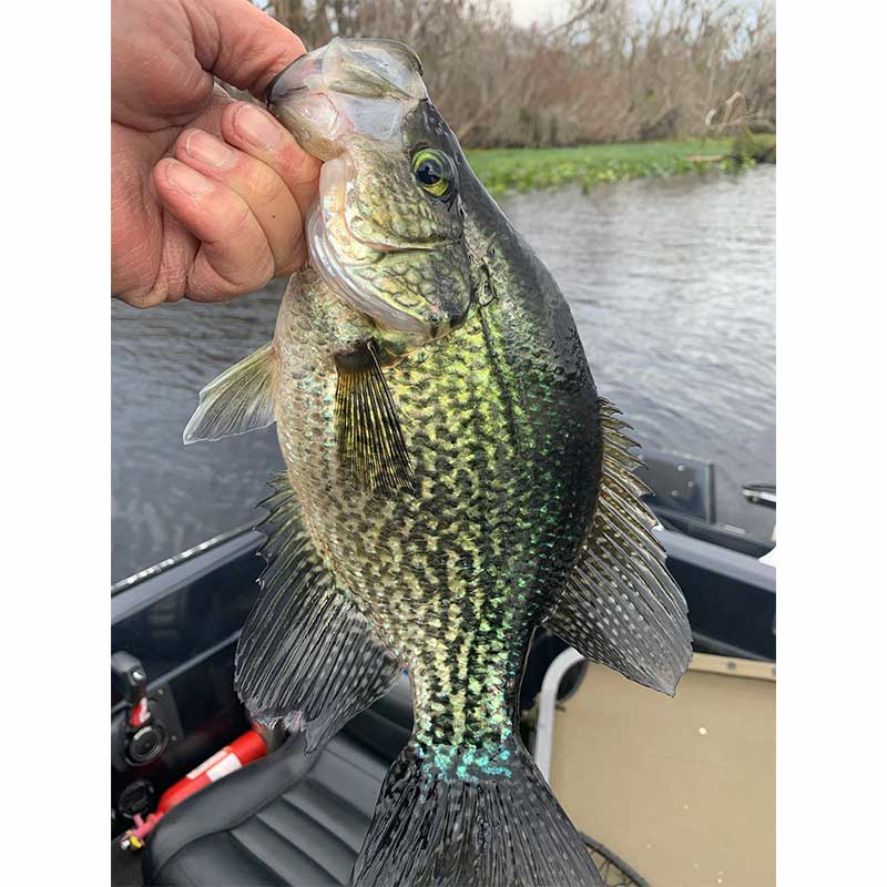 Will Hinson shows off a nice Florida crappie he caught this week 