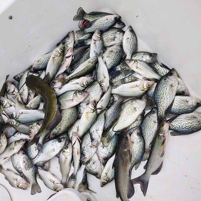 A good morning's haul with Captain Chris Nichols