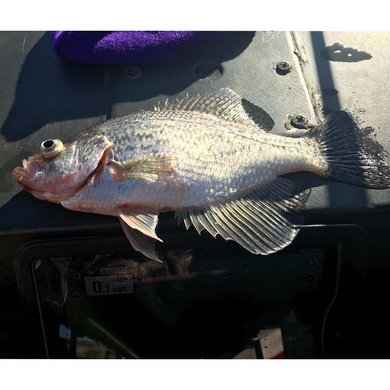 A good one yanked up from the deep this week on Captain Rodger Taylor's boat