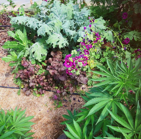 permaculture chez les frères canna en Corrèze