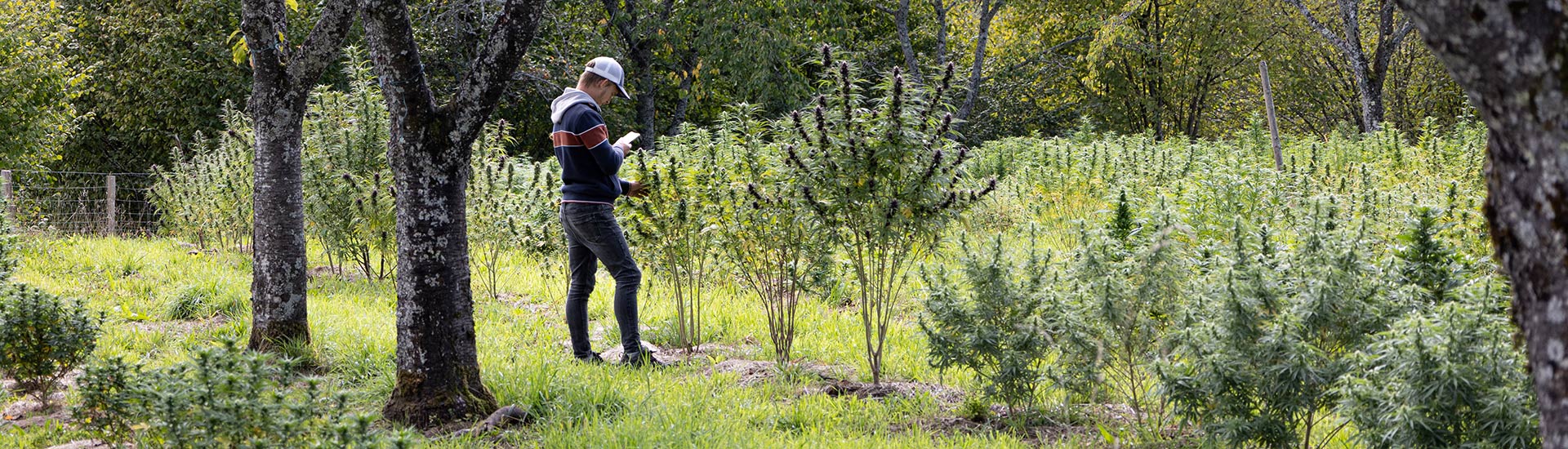 UTOPLANTES dans le cœur des Vosges en France