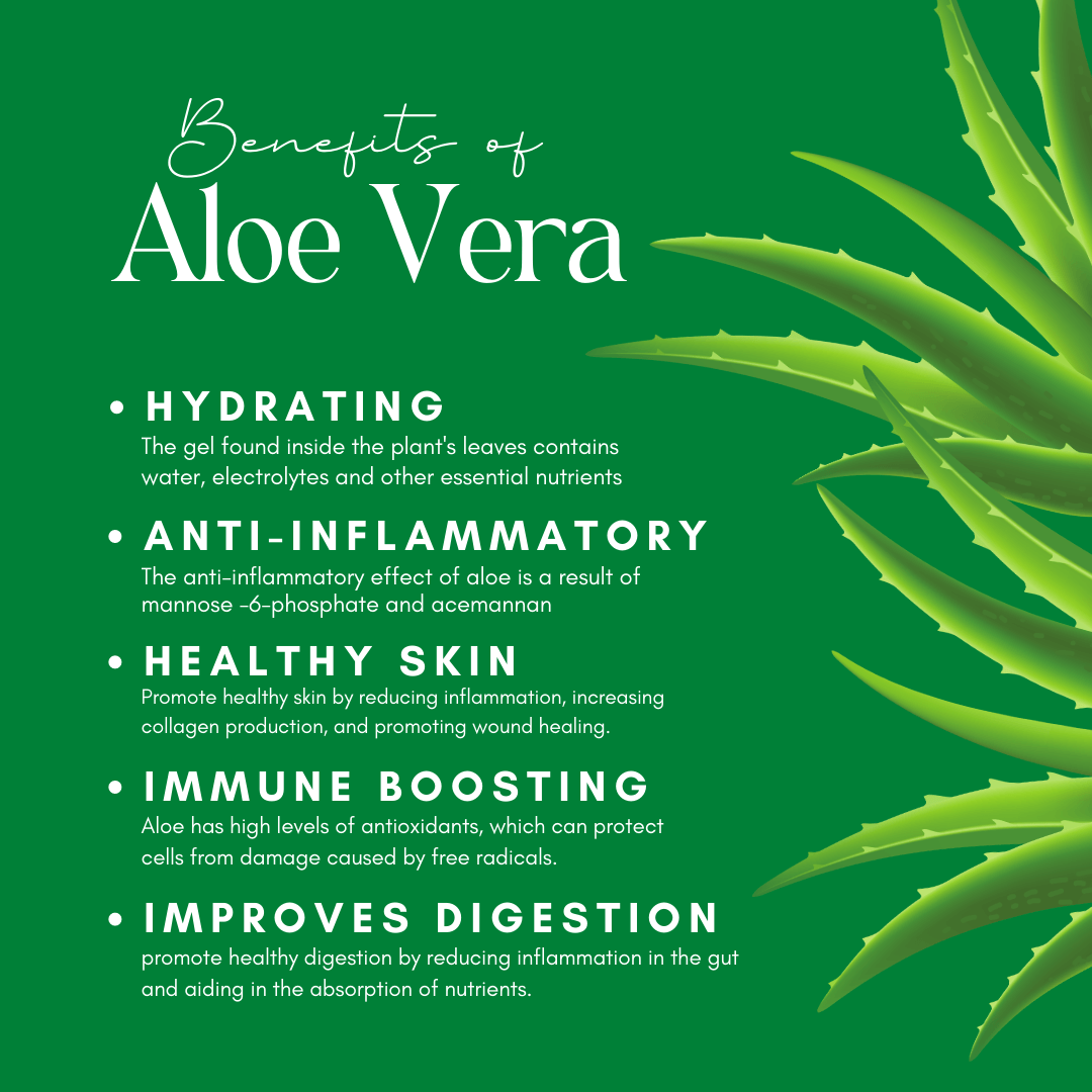 Benefits of Aloe Vera infographic