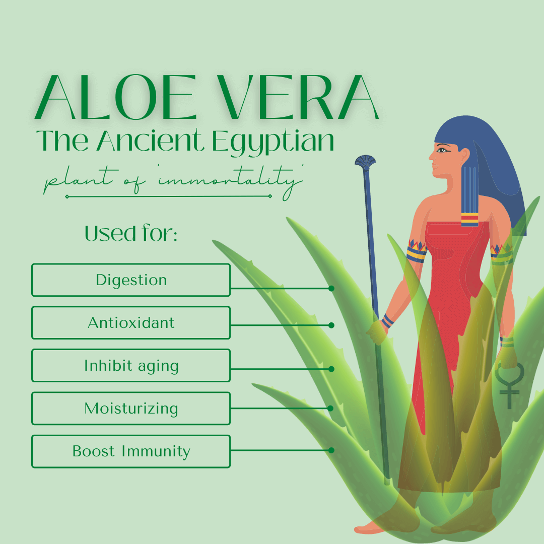 Aloe Vera: Plant of Immortality