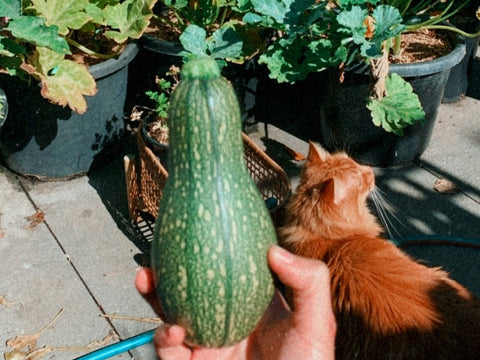 Hand holding a zucchini in an outdoor garden, with an orange cat on the ground