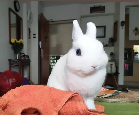 A photo of Snowy, my rabbit. I named him after Tintin’s dog Snowy, from my favourite childhood comics and cartoon The Adventures of Tintin