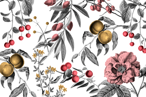 Illustration of berries