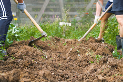 Two people hoeing a pile of earth