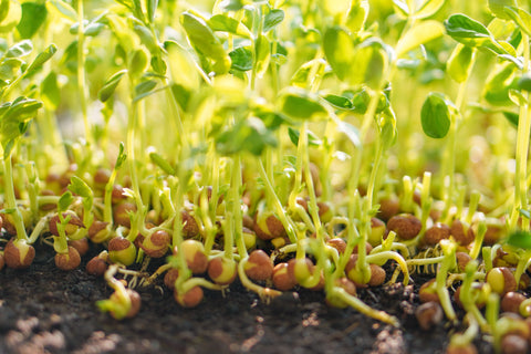 Pea sprouts growing from the soil