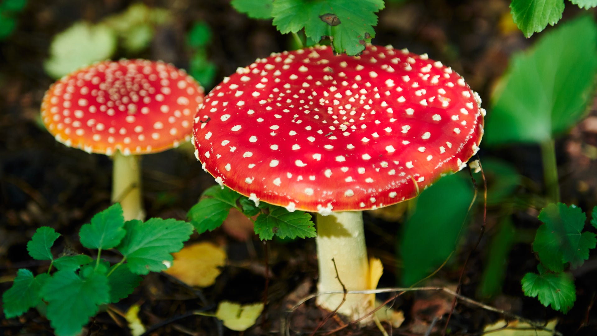 Magic Mushrooms to Kick in