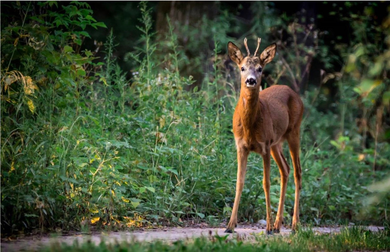 Reh im Wald