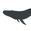 Whale