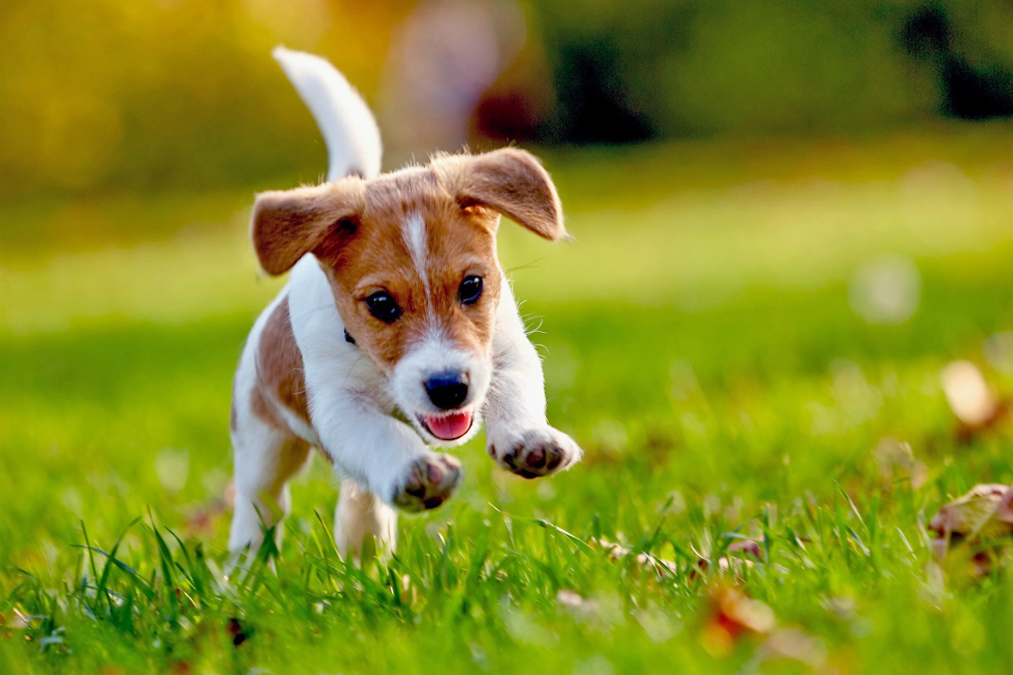 is zoysia grass good for dogs