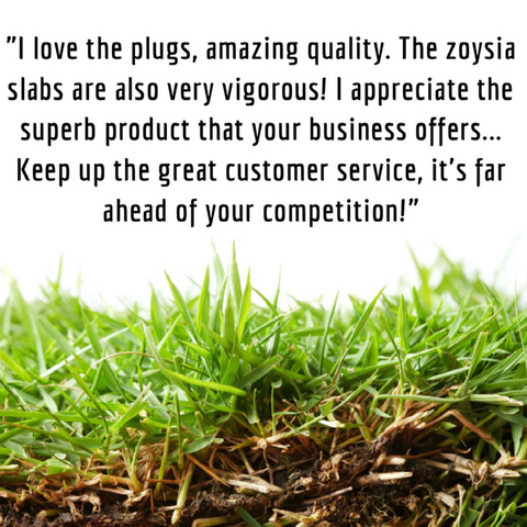 zoysia plug 5 star review