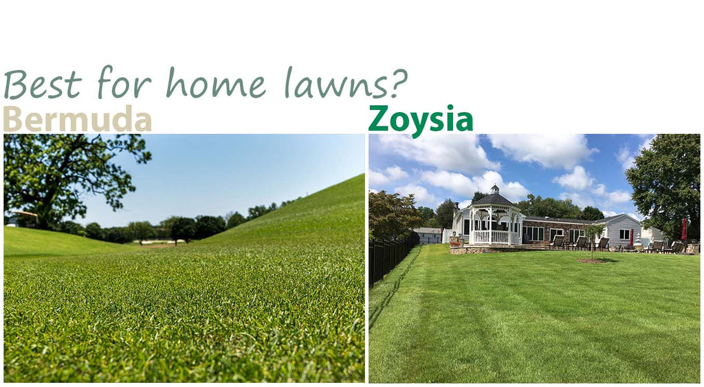 Zoysia vs Bermuda Grass