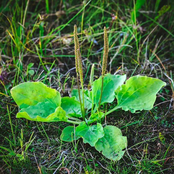 broadleaf plantain