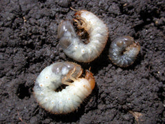 White Grub