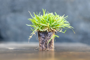 zoysia plug