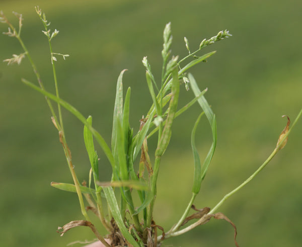 poa annua