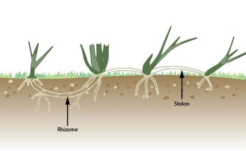 stolon diagram