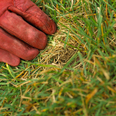 thatch in zoysia detail