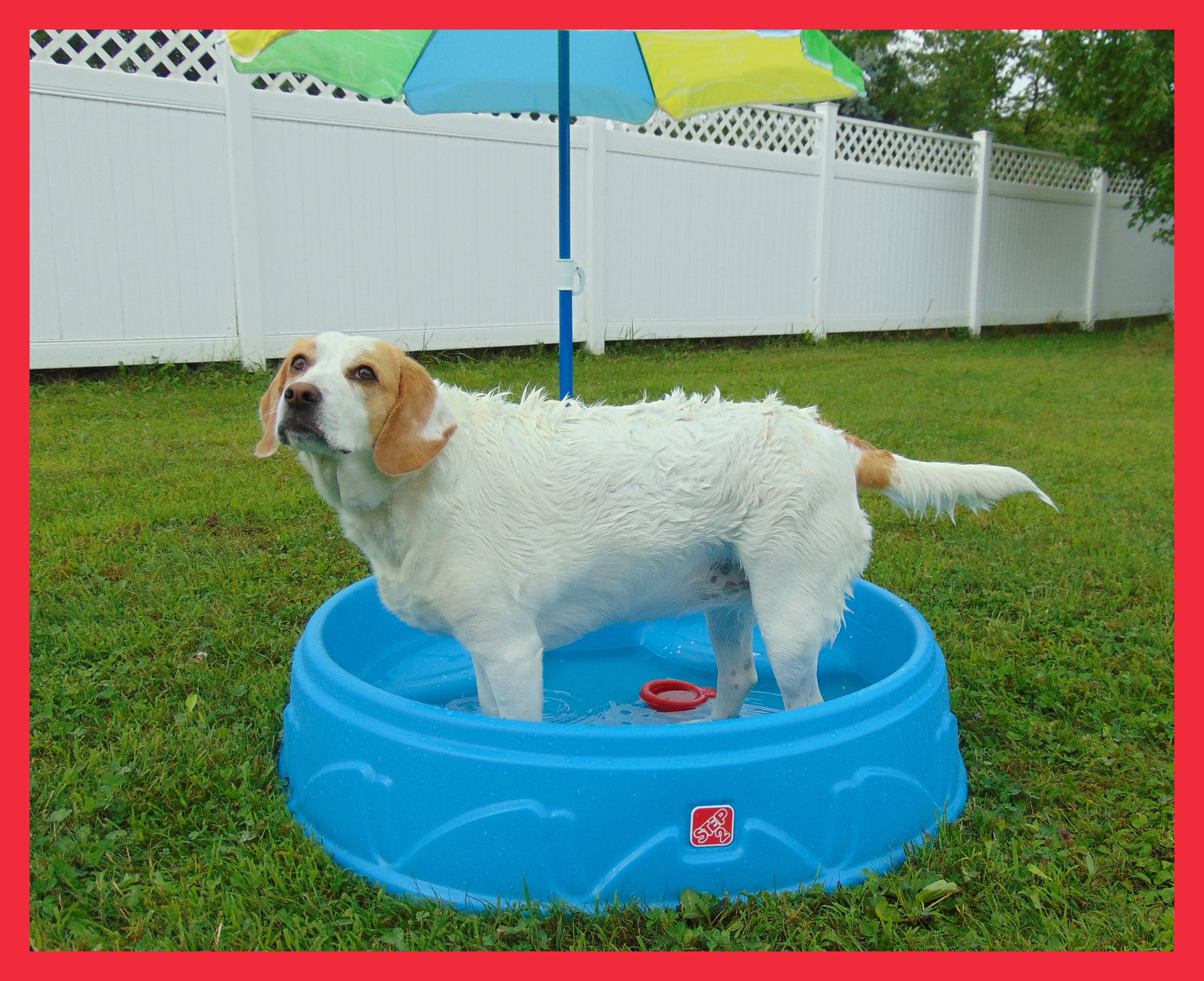 Step2 Play & Shade Pool Dog Bath2