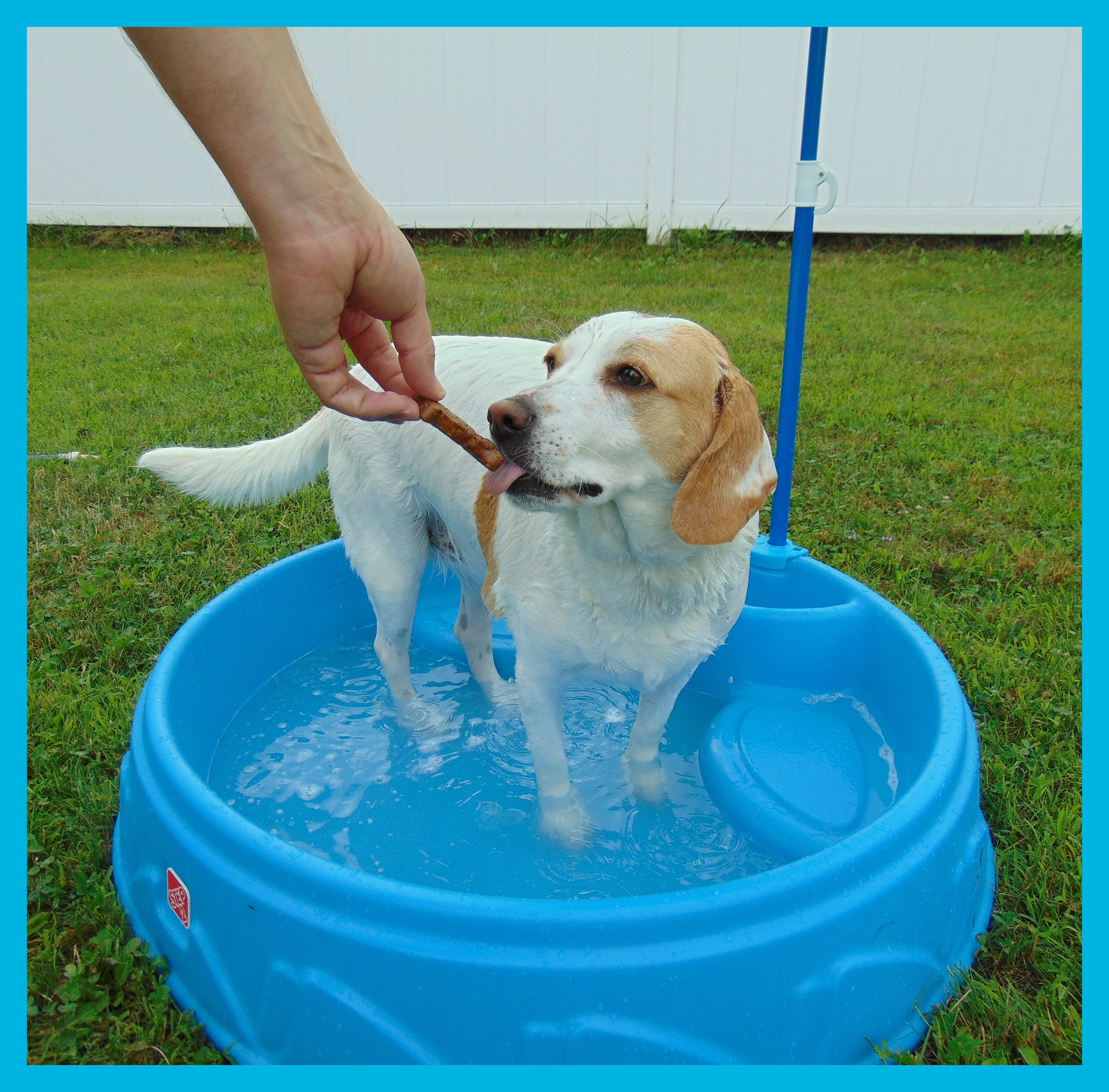 Step2 Play & Shade Pool Dog Bath3