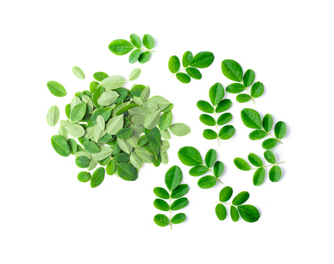 moringa leaves on a white background